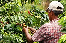 Coffee_farmer_-_triangulo_del_café.jpg