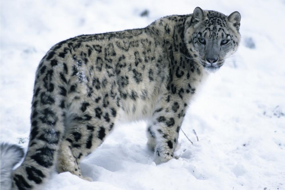 léopard des neiges.jpg