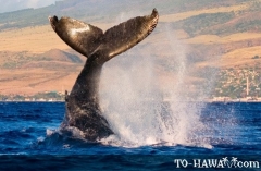 humpback_whale_near_maui.jpg