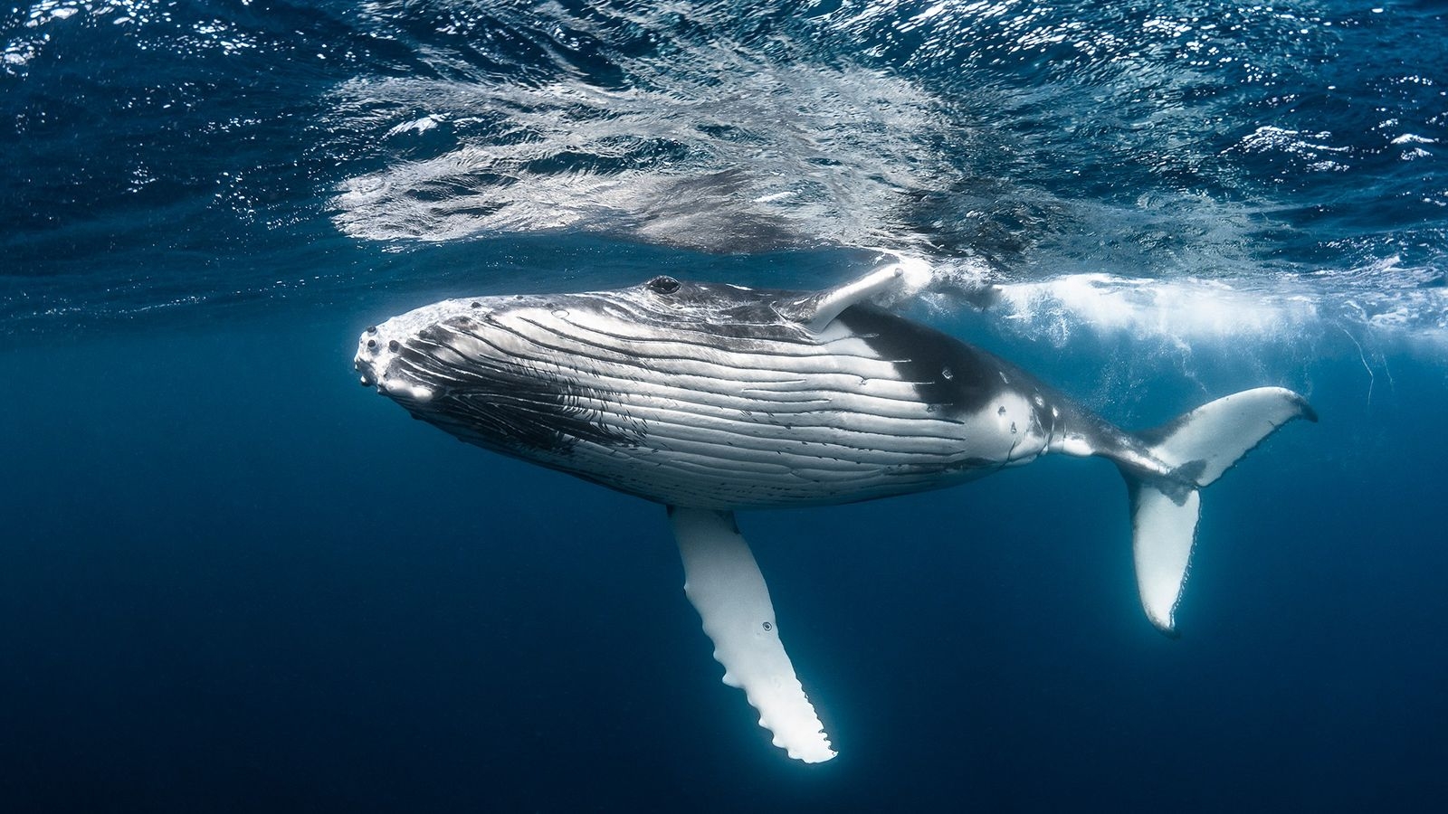 01-whales-carbon.jpg