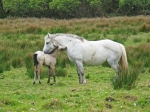 Connemara_-_Connemara_National_Park,_Connemara_Ponies.jpg